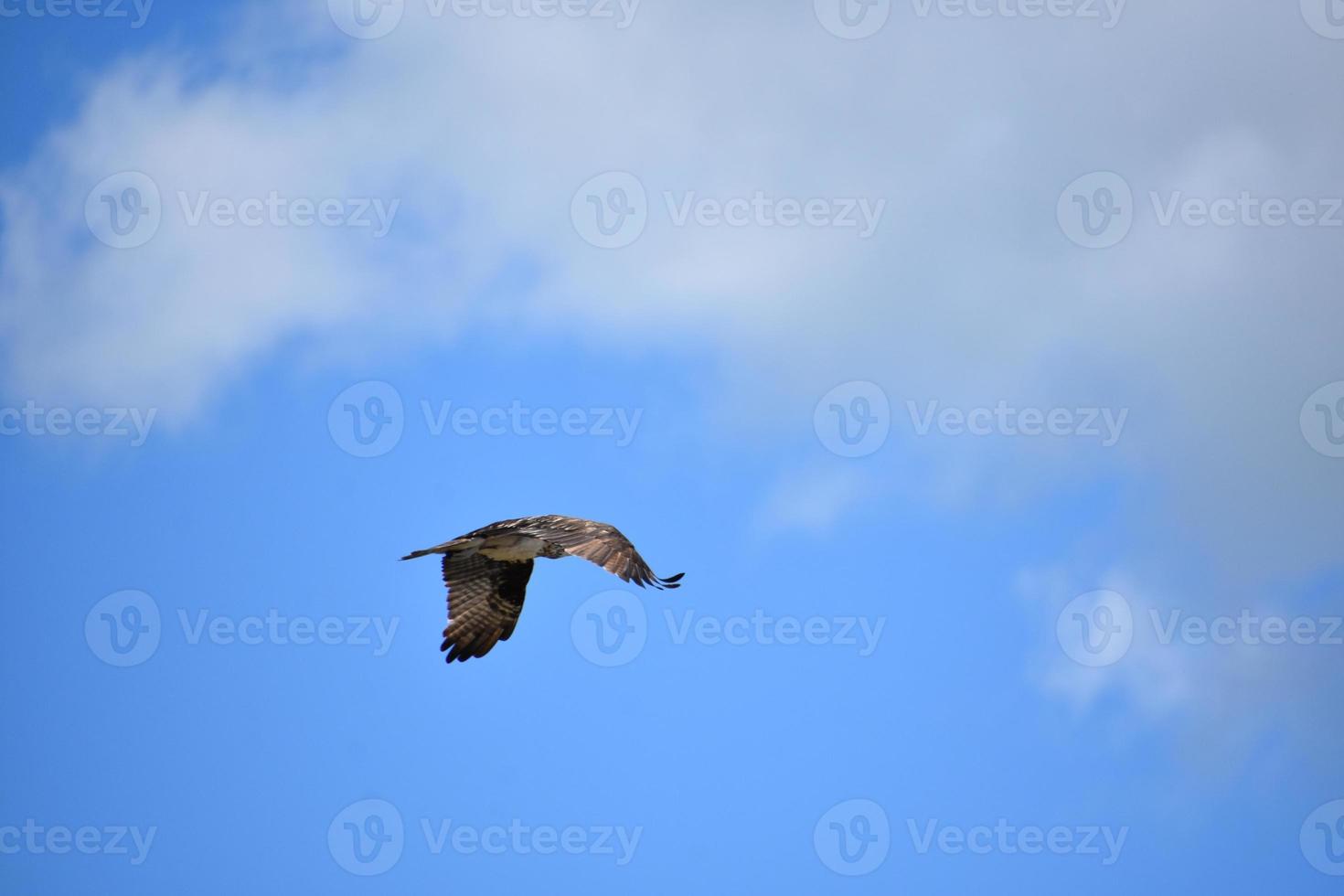 Osprey in Flight with Feathers Spread on Wings photo