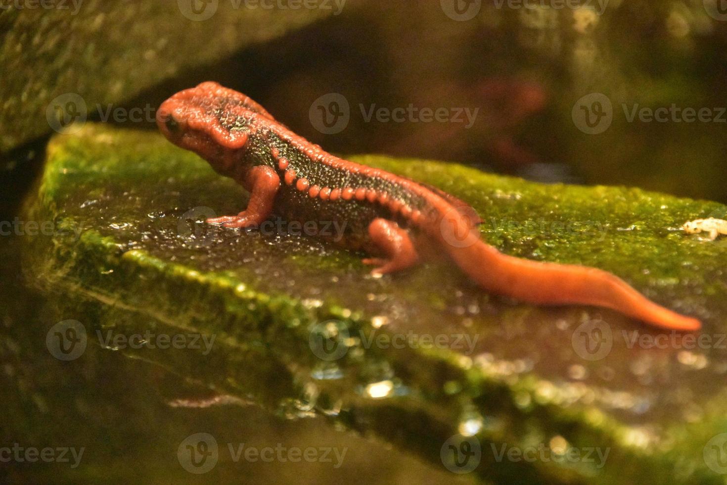 Amazing Red Emperor Newt on a Large Wet Rock photo