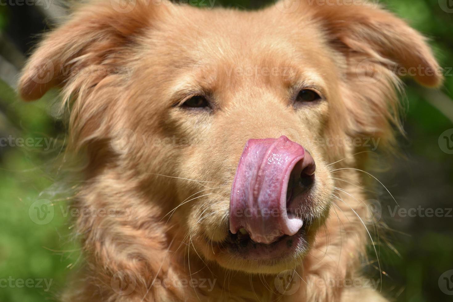 lindo perro perdiguero de peaje foto