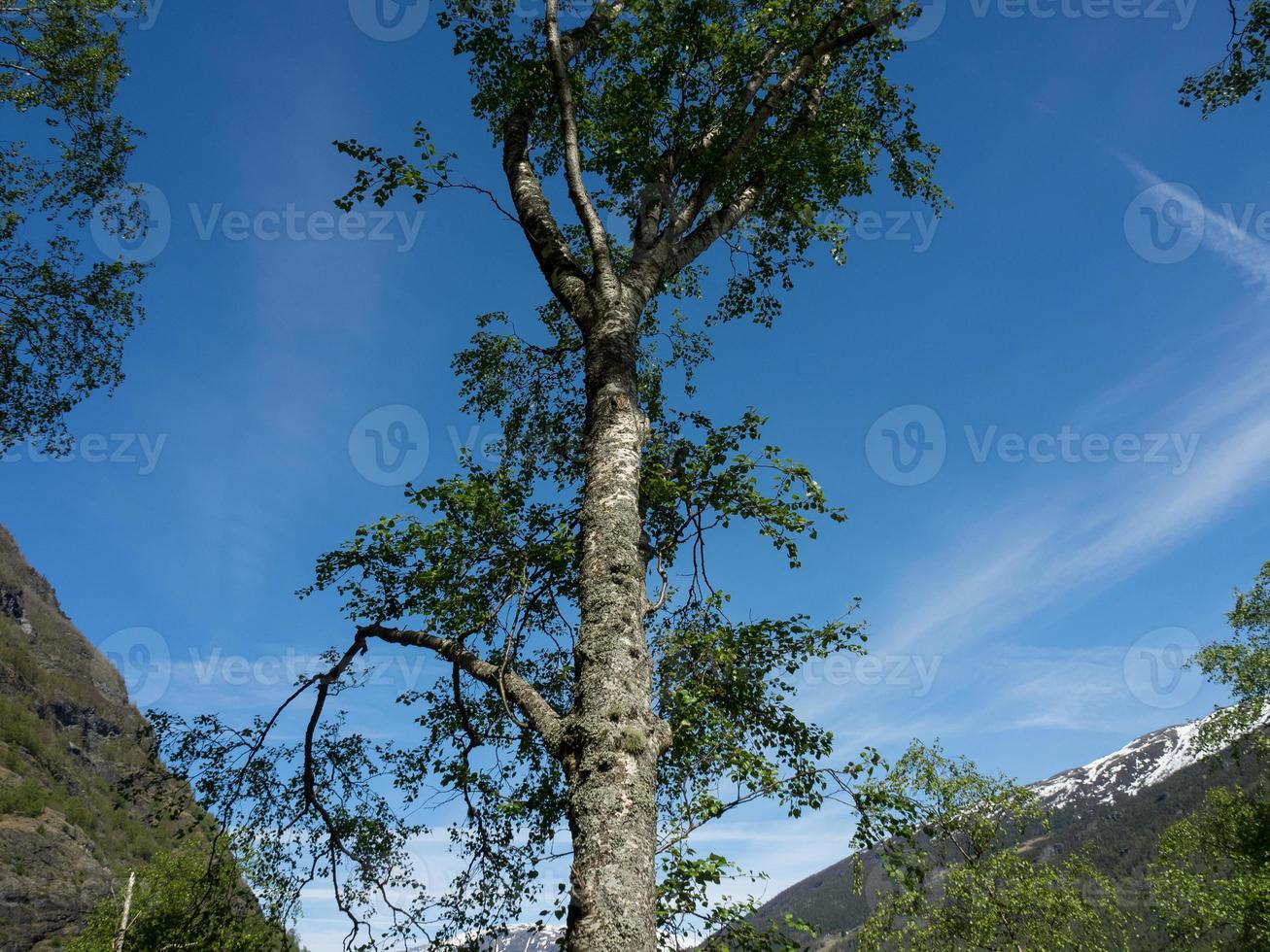 flam y el aurlandsfjord en noruega foto