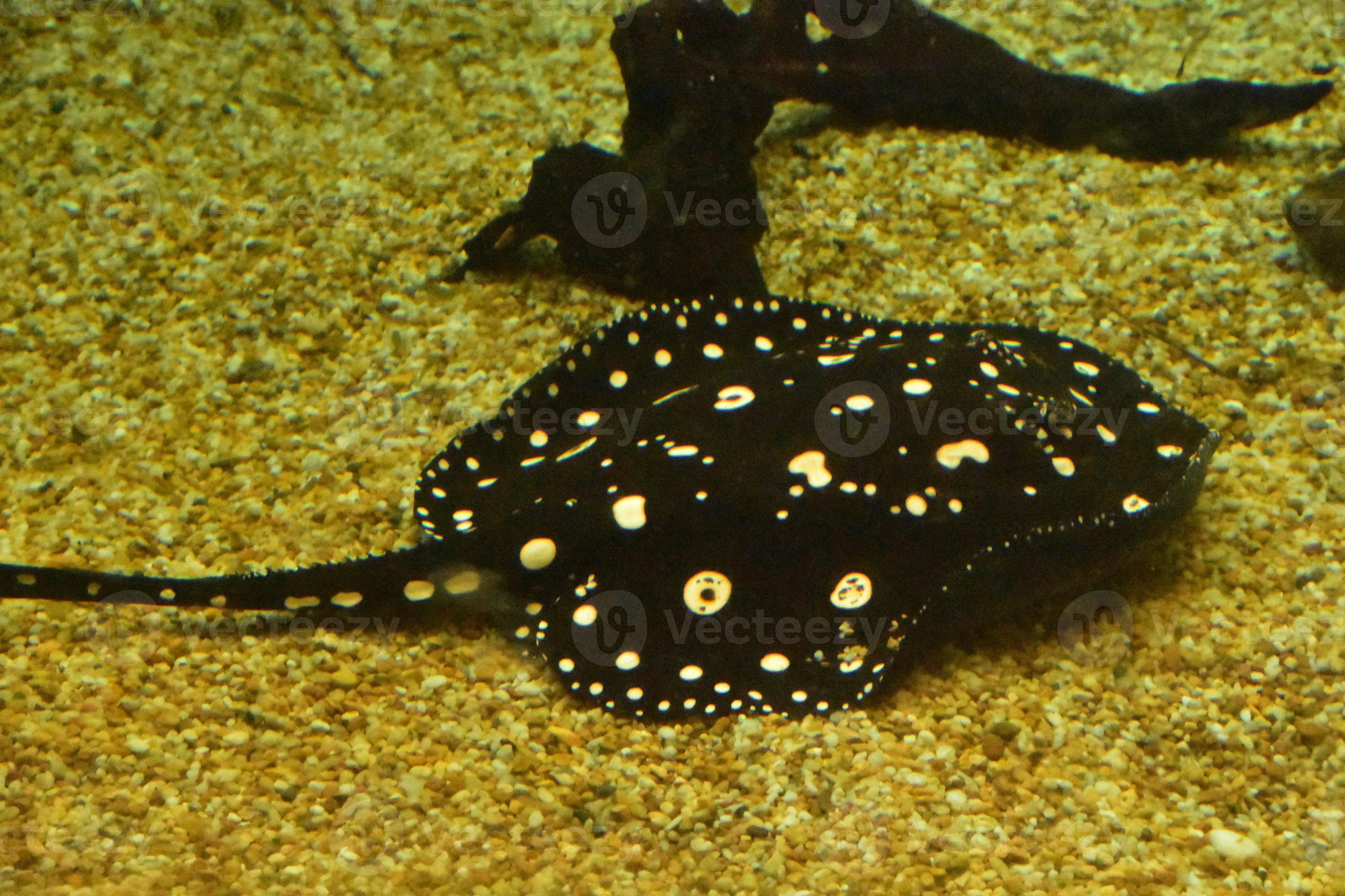 Black Aquatic Stingray with White Spots Swimming 9630572 Stock Photo at
