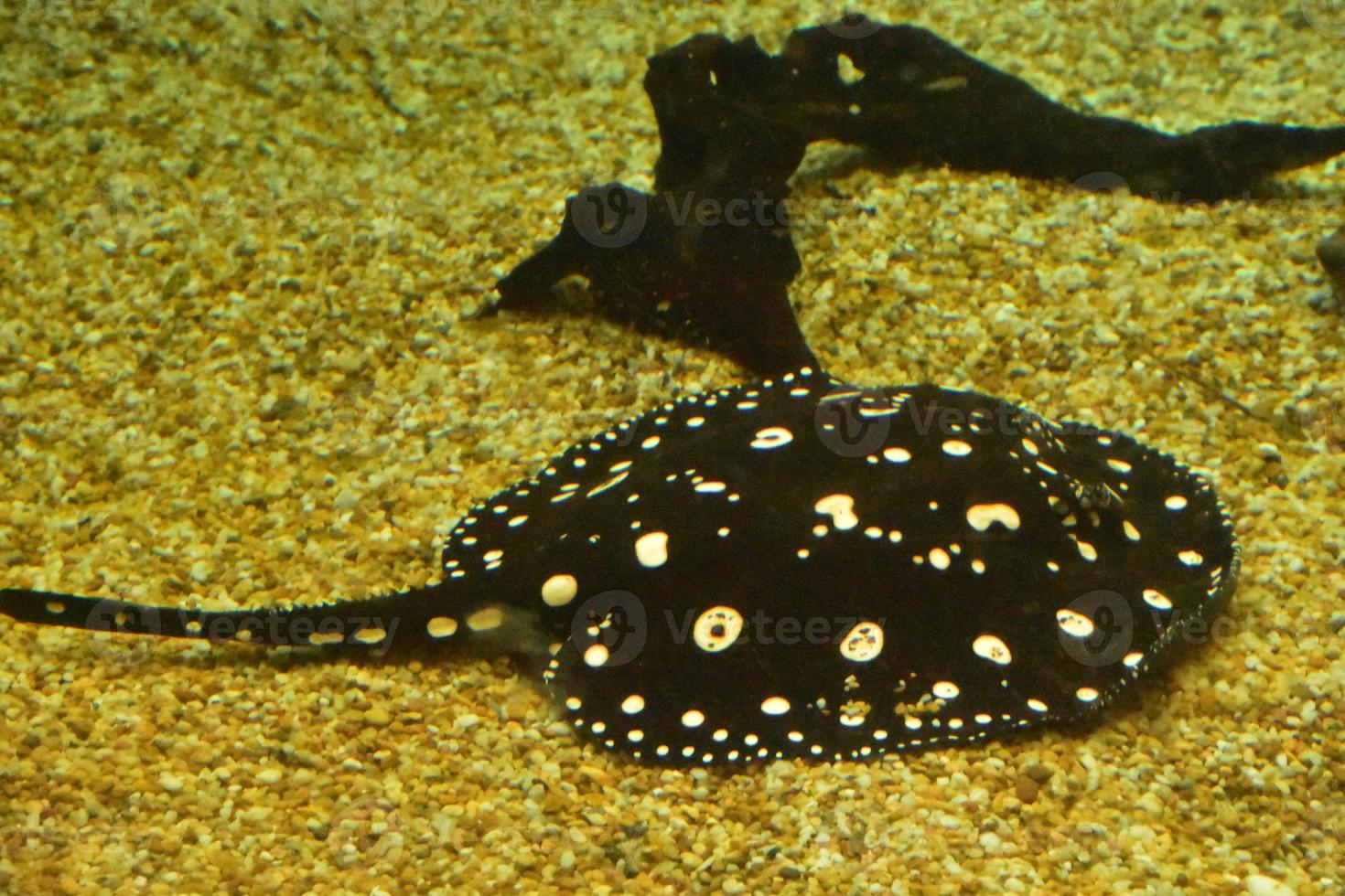 Spotted Marine Life with a Swimming Stingray photo
