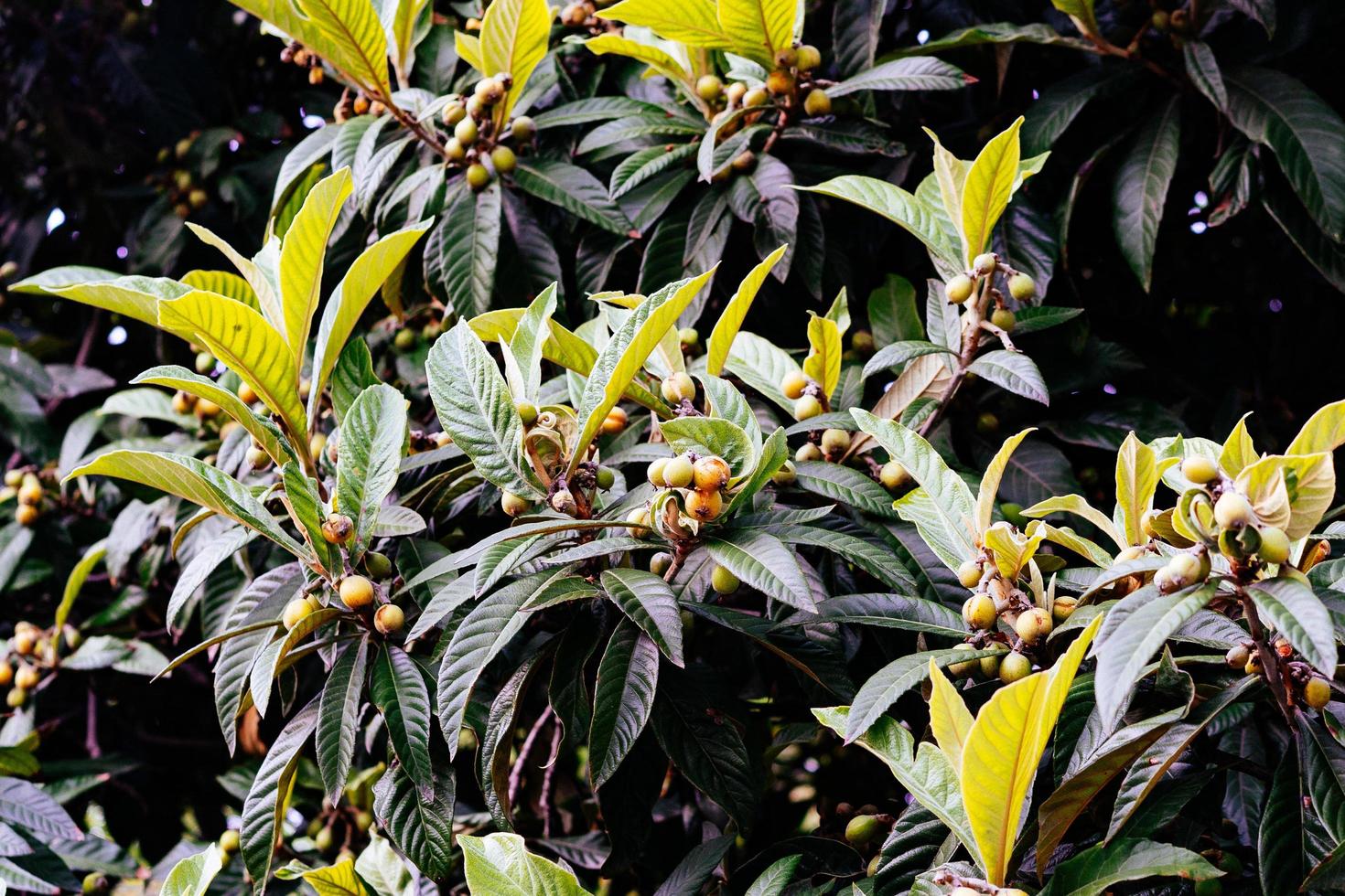 Natural background with medlar fruits on a tree photo