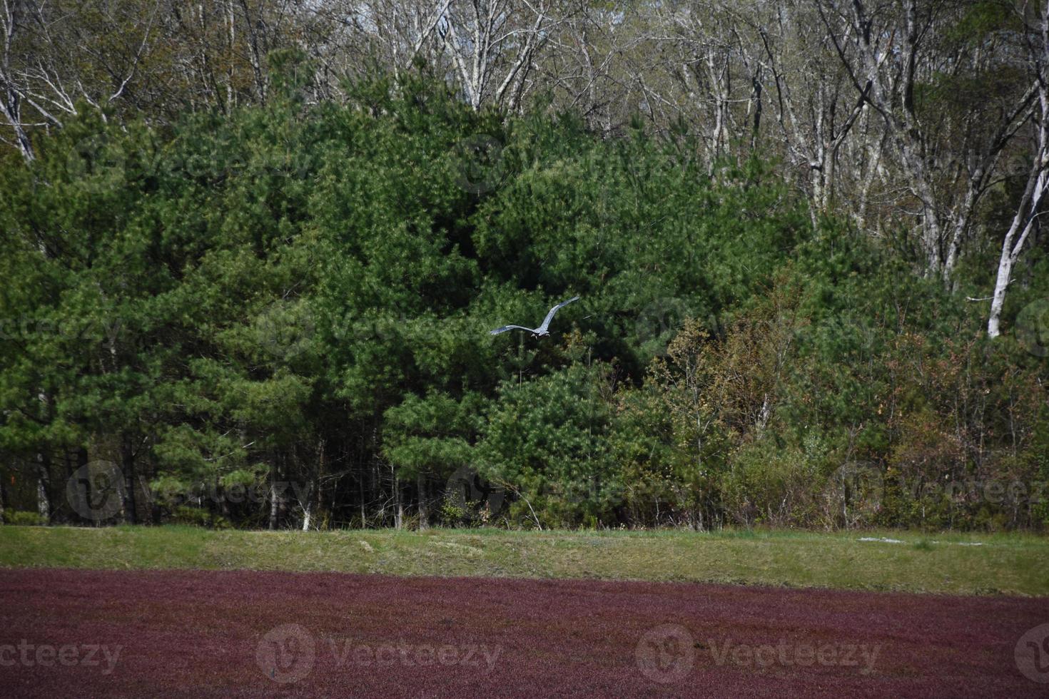 Blue Heron Flying Over a Cranberry Bog in Massaschusetts photo