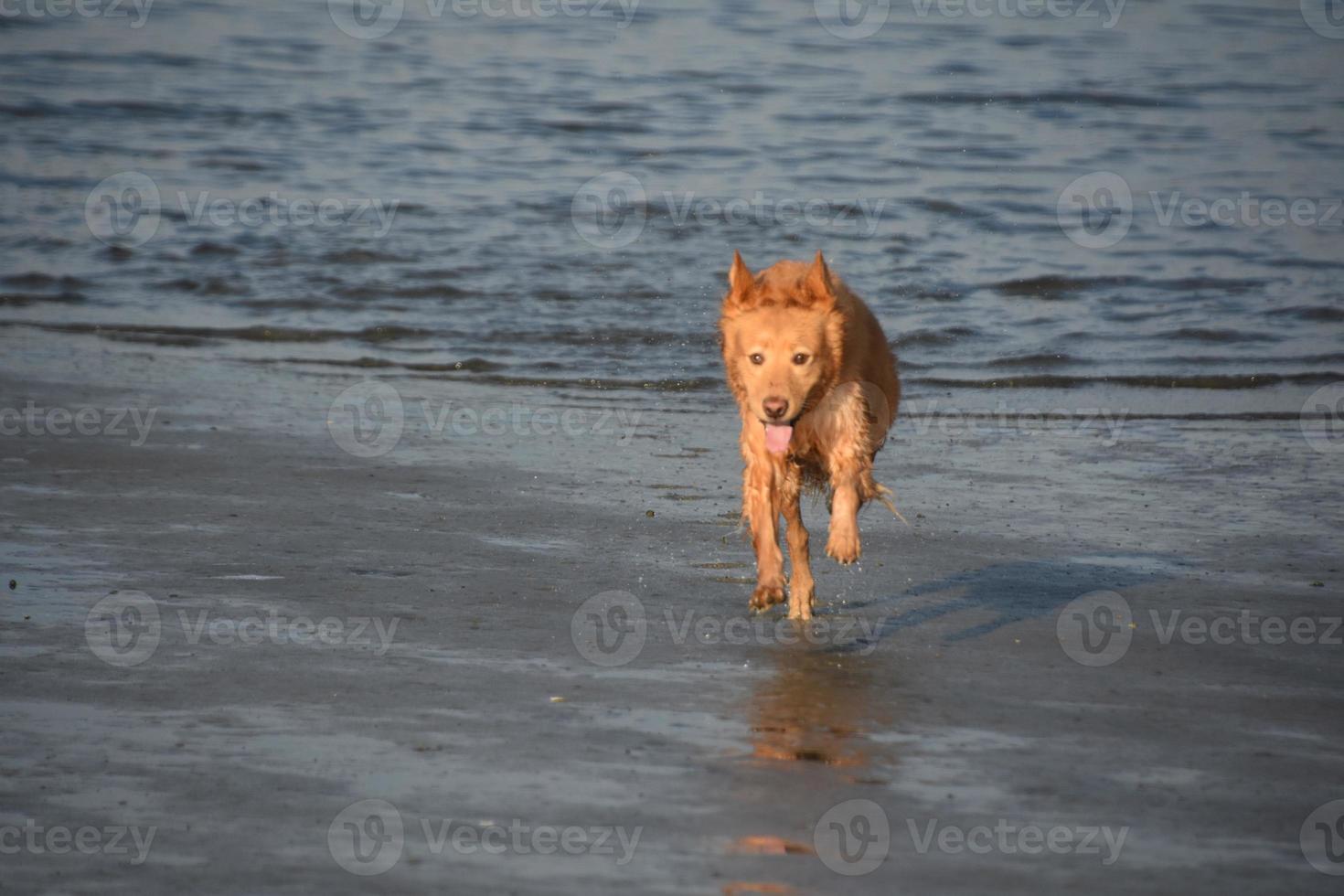 Damp Dog Running on the Beach in the Summer photo