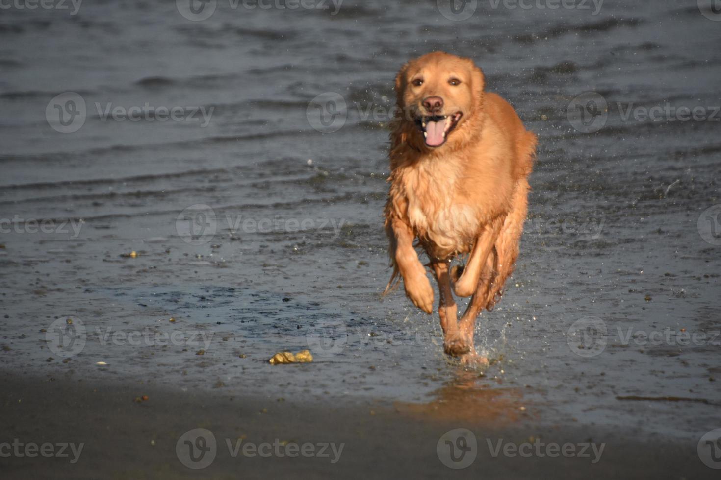 dulce perro dorado húmedo que se queda sin agua en la playa foto