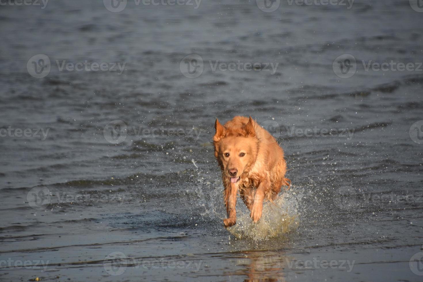 perro perdiguero corriendo y jugando en el agua foto