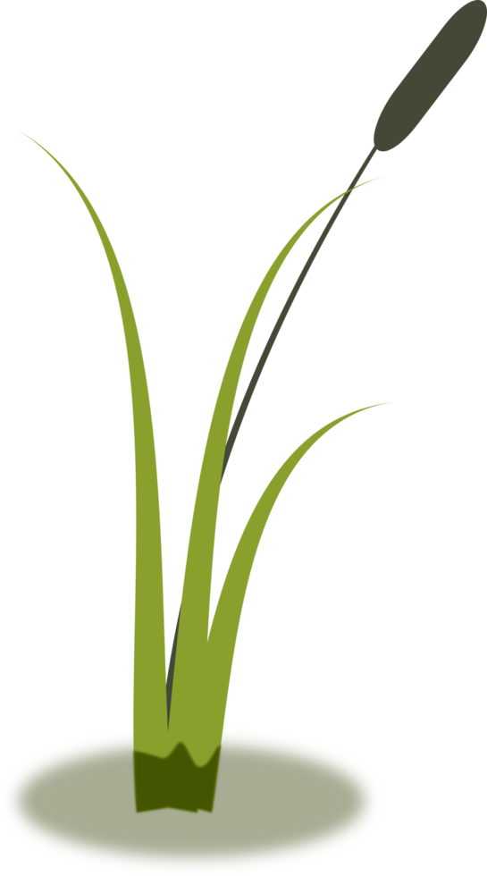 cattails, reeds on water png