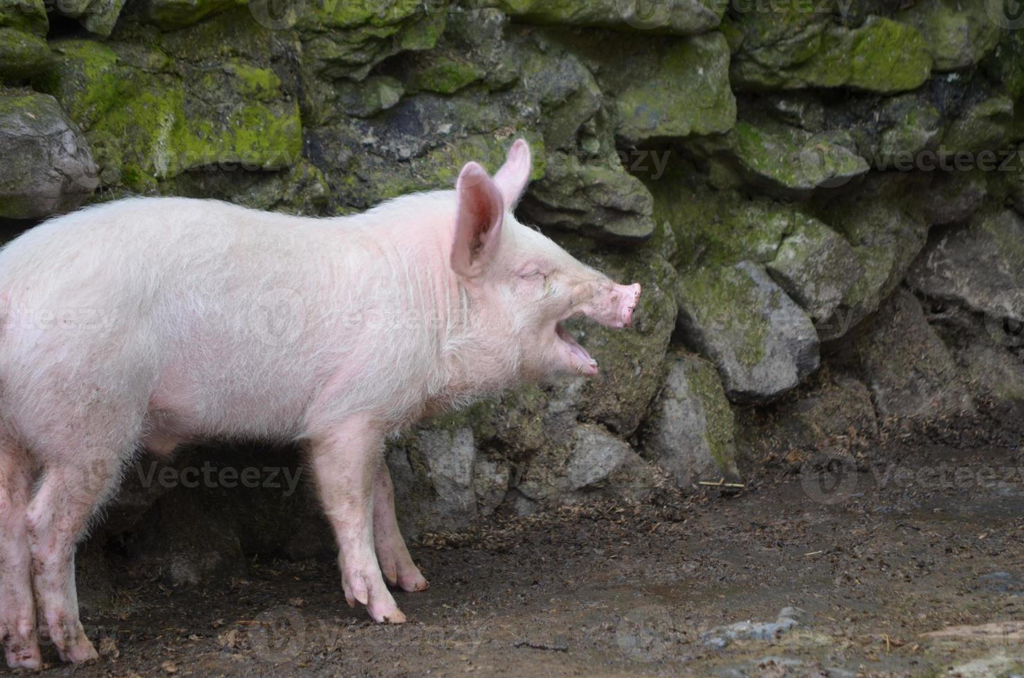 Pink Pig with his Mouth Open by a Stone Wall photo