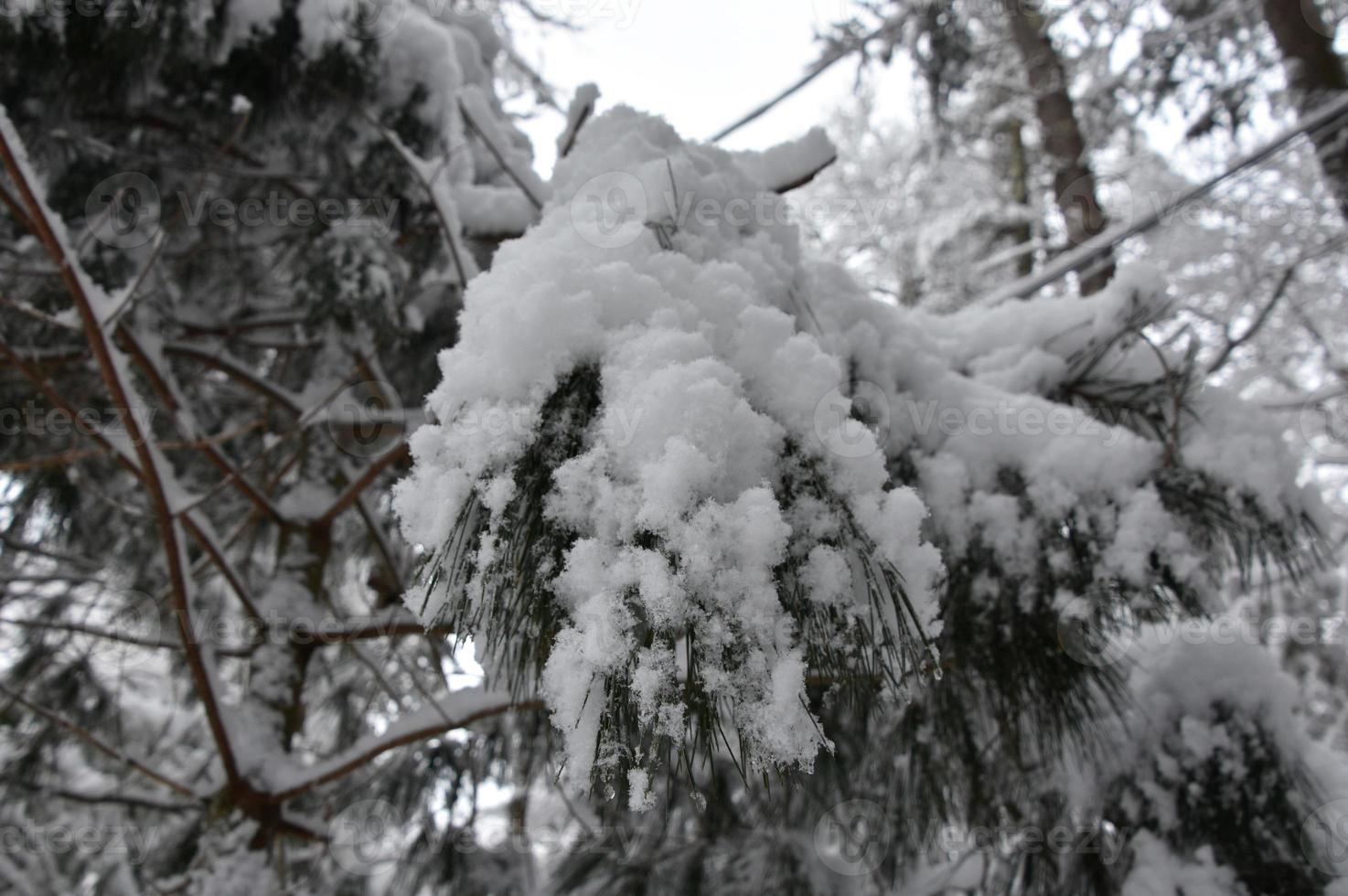 Freshly Fallen Snow Flakes Covering a Pine Bough photo