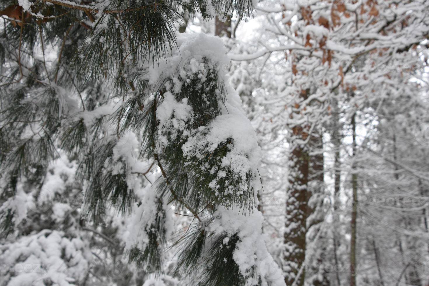Snow Coating and Covering a Pine Bough in the Woods photo