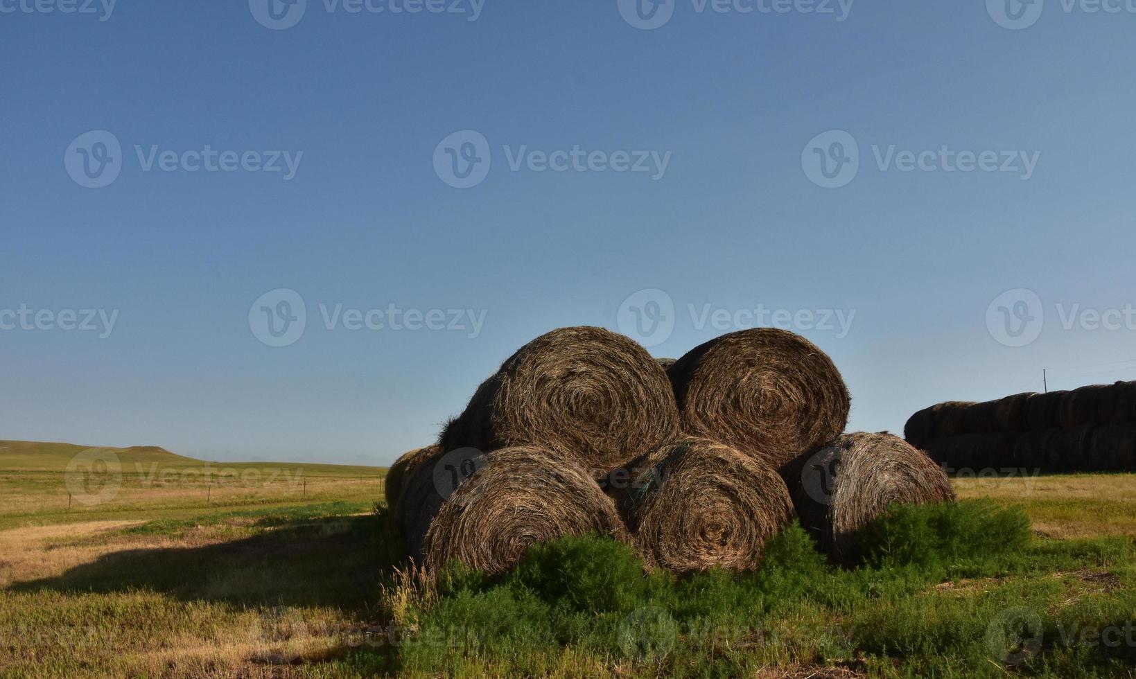 balas de heno apiladas redondas en un campo grande foto