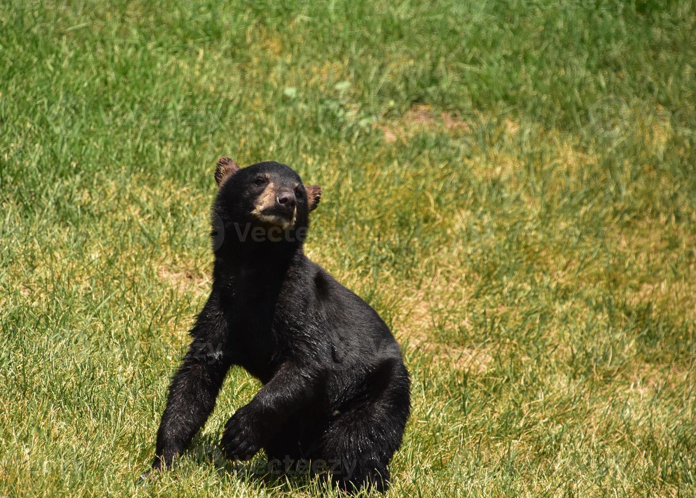 muy lindo joven oso negro preparándose para ponerse de pie foto