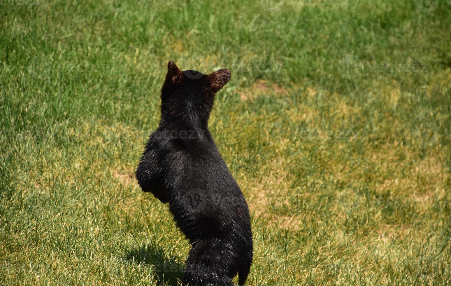 Black Bear Cub Standing up on Hind Legs 9635318 Stock Photo at Vecteezy