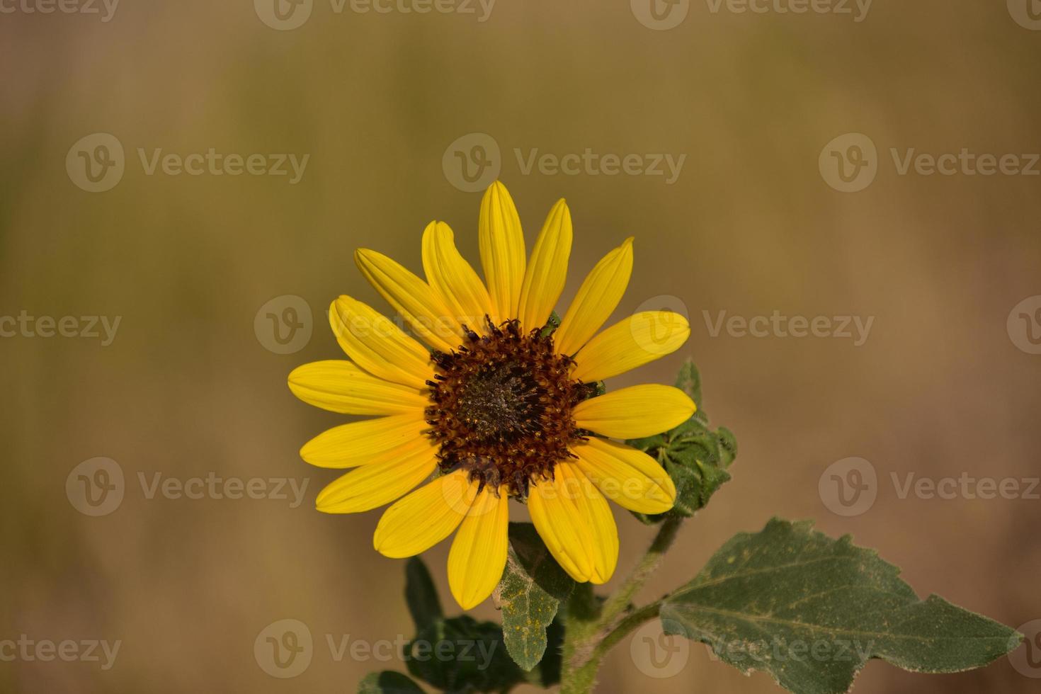 Close Up of Wild Sunflower Blossom Blooming in Nature photo