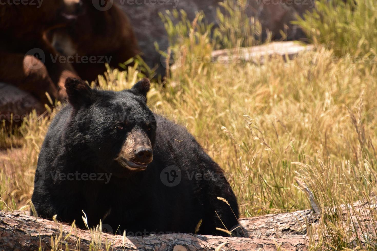 Fantastic Look into the Face of a Black Bear photo