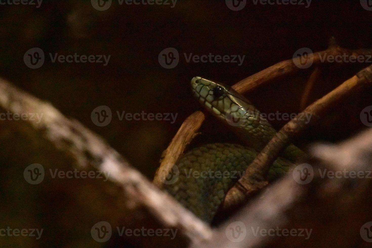 Dangerous Green and Black Snake Ready to Strike photo