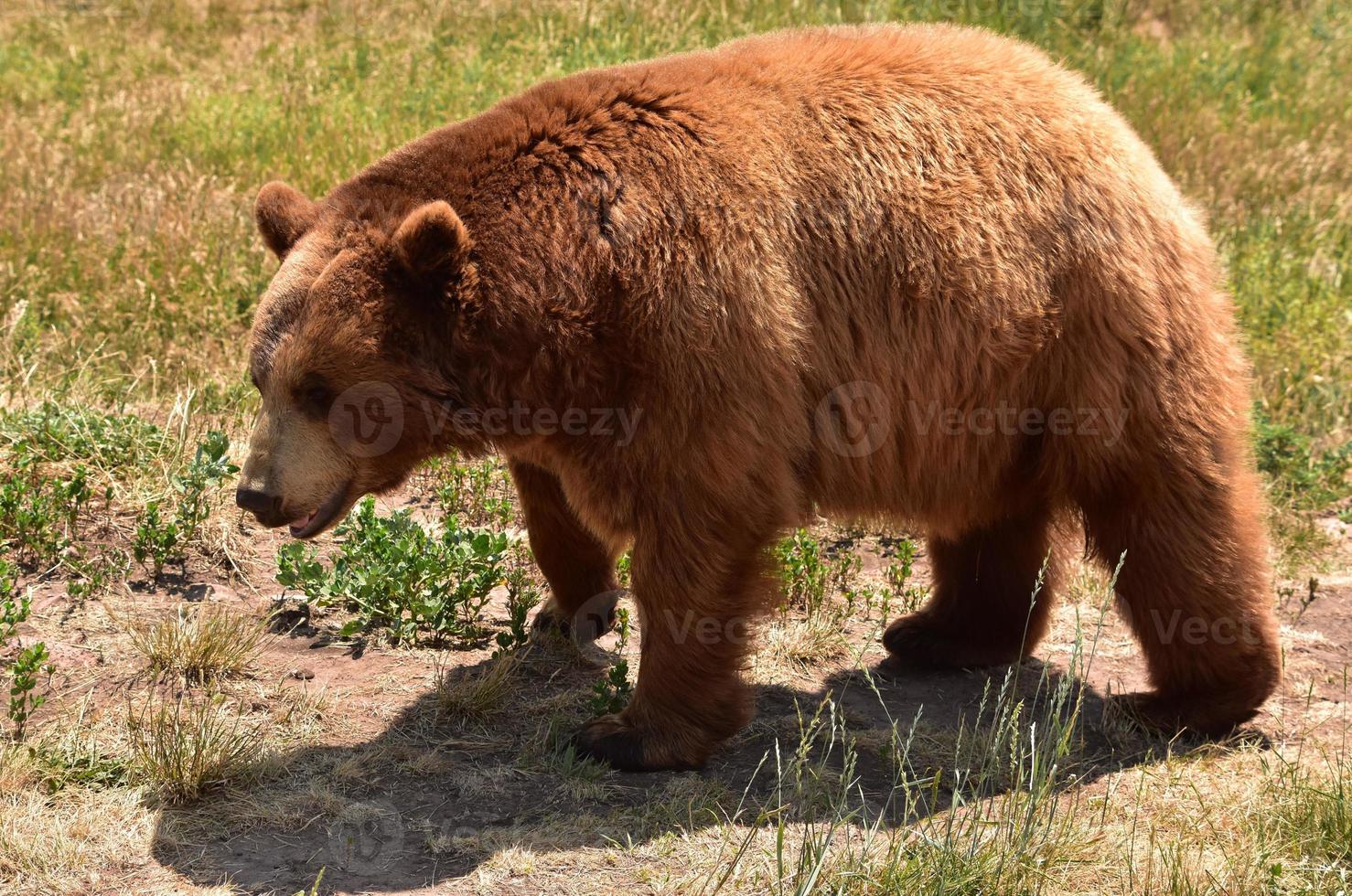 Close Up with a Brown Black Bear photo