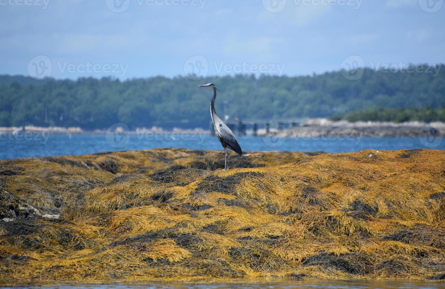 Great Blue Heron Standing on a Bed of Seaweed photo