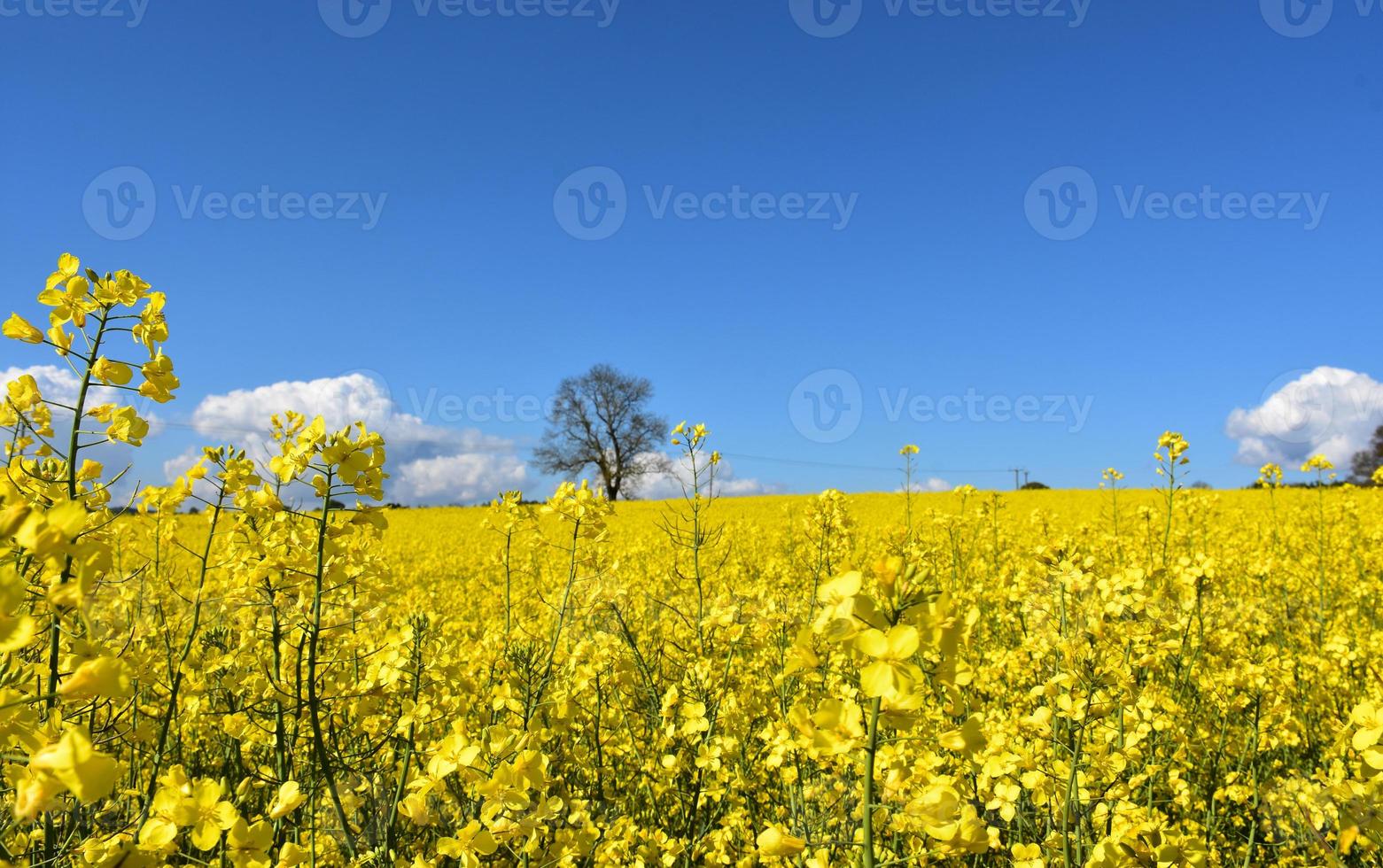 Yellow Rape Seed Blooming in a Large Field photo