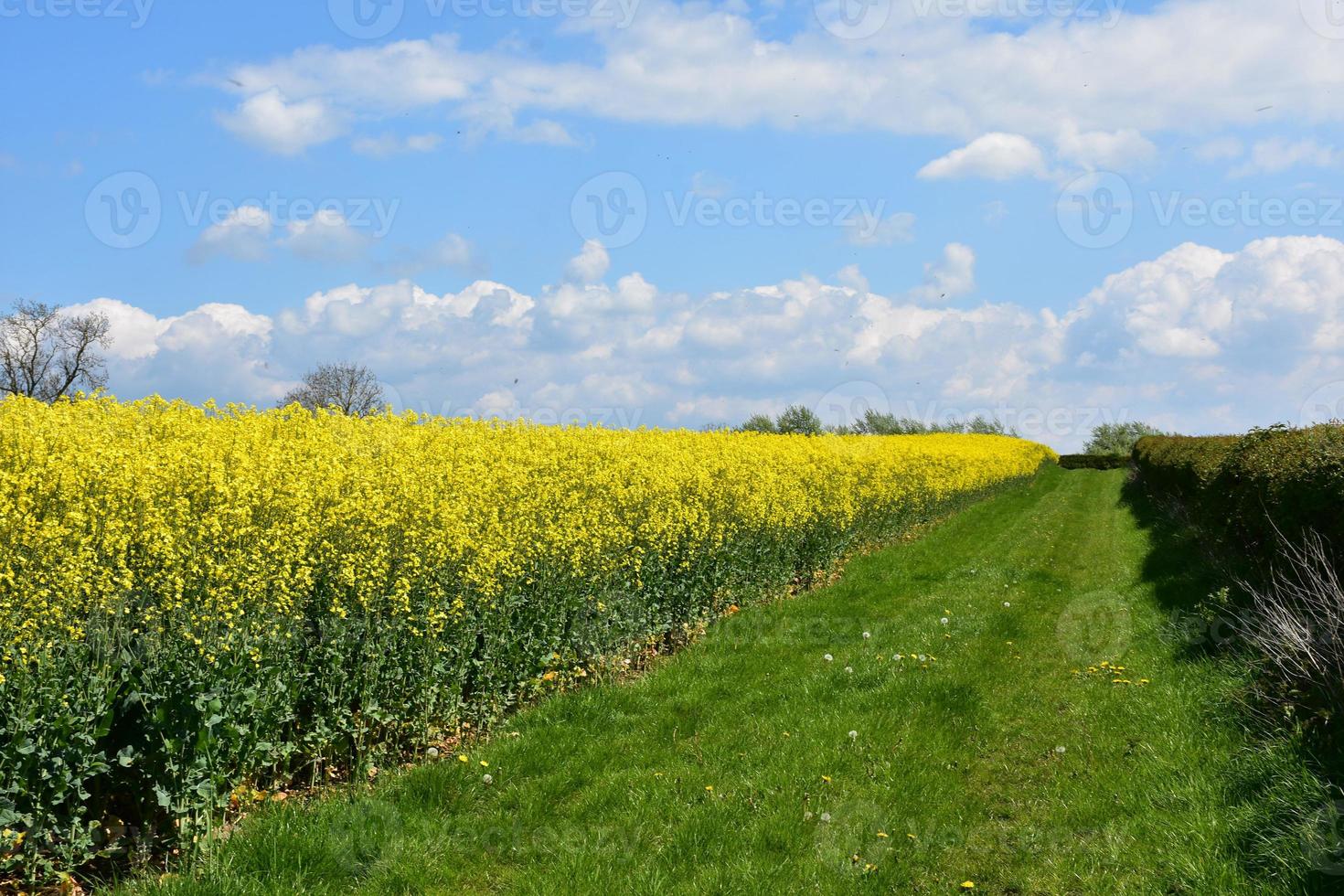 Coast to Coast Walk Beside a Field of Flowering Rape Seed photo