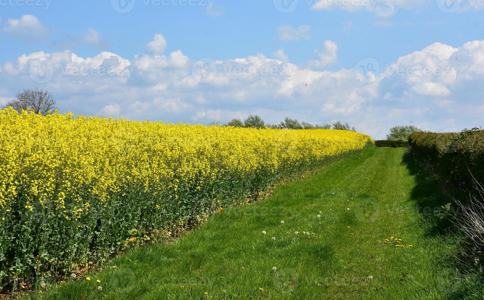 Stunning Yellow Field of Flowers Beside a Mowed Pathway photo