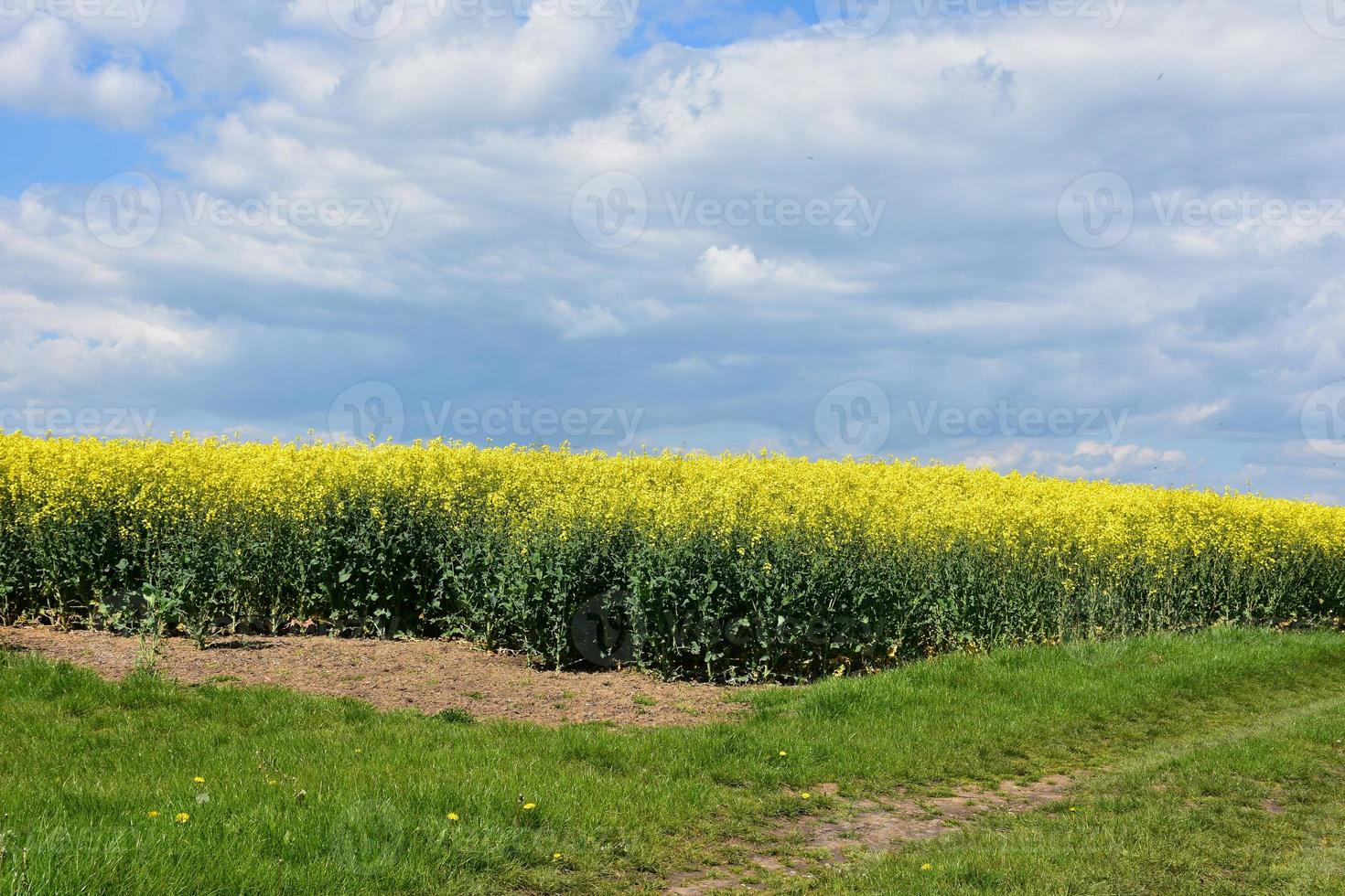 Gorgeous Field of Flowering Rape Seed in Bloom photo
