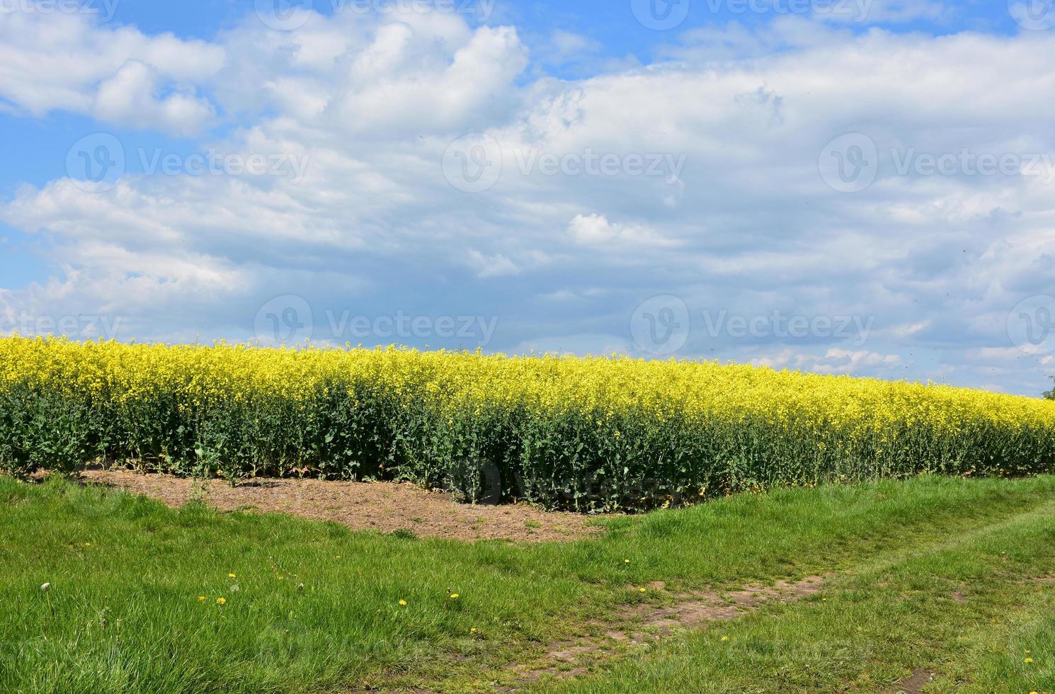 Spring Day with Flowering Yellow Rape Seed photo