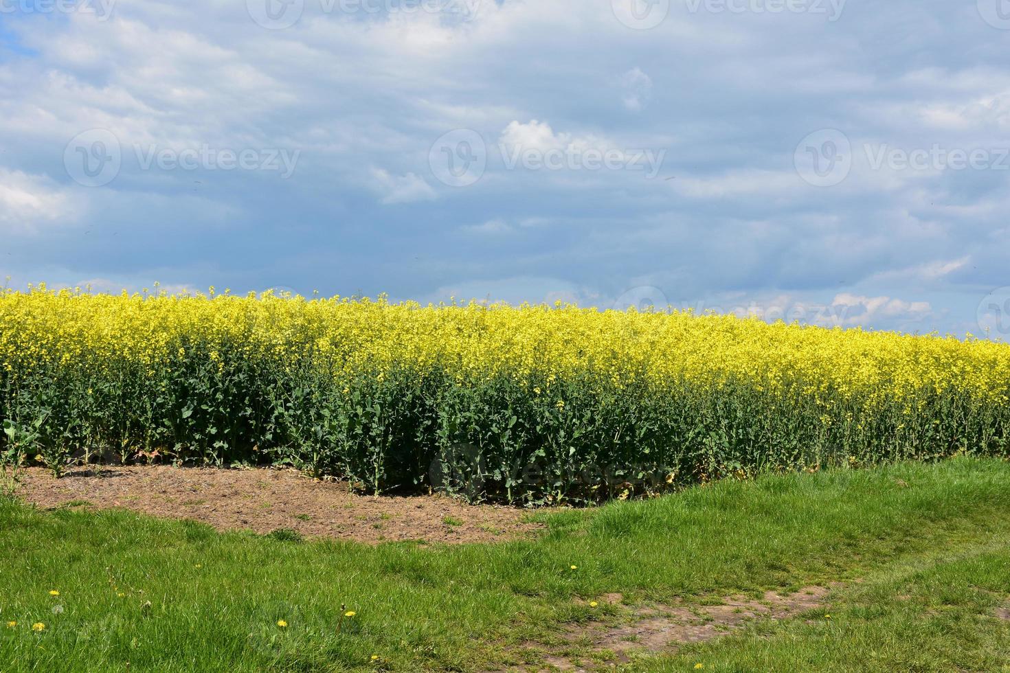 Stunning Field of Flowering Yellow Rape Seed Blooming photo