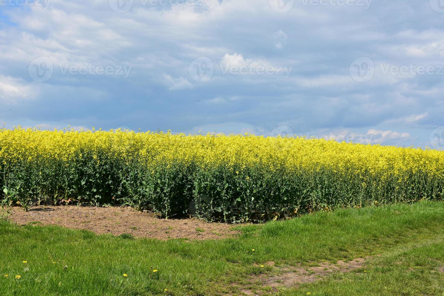 Stunning Field of Flowering Rape Seed in the Spring photo