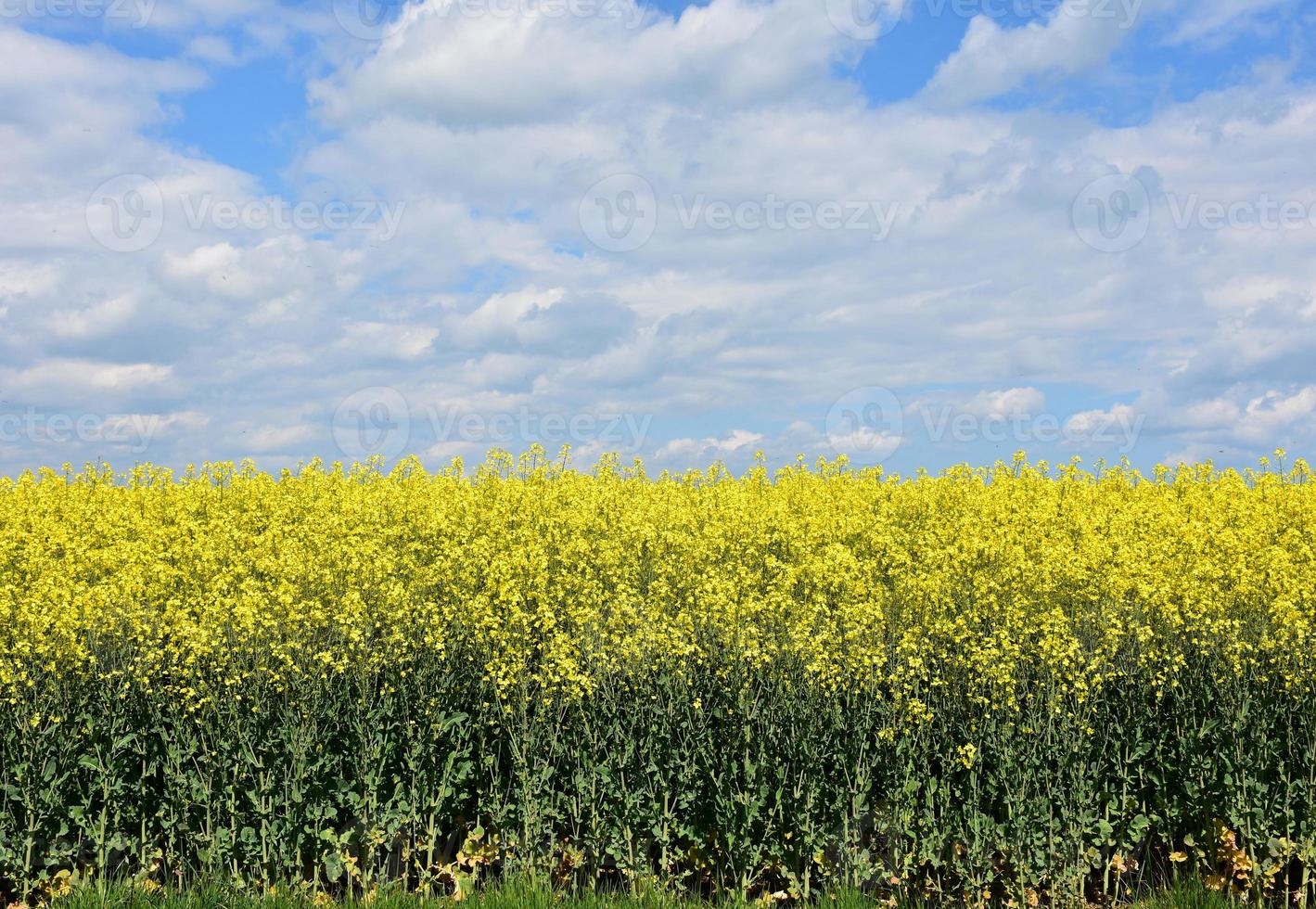 Stunning Field of Flowering Rape Seed in Bloom photo