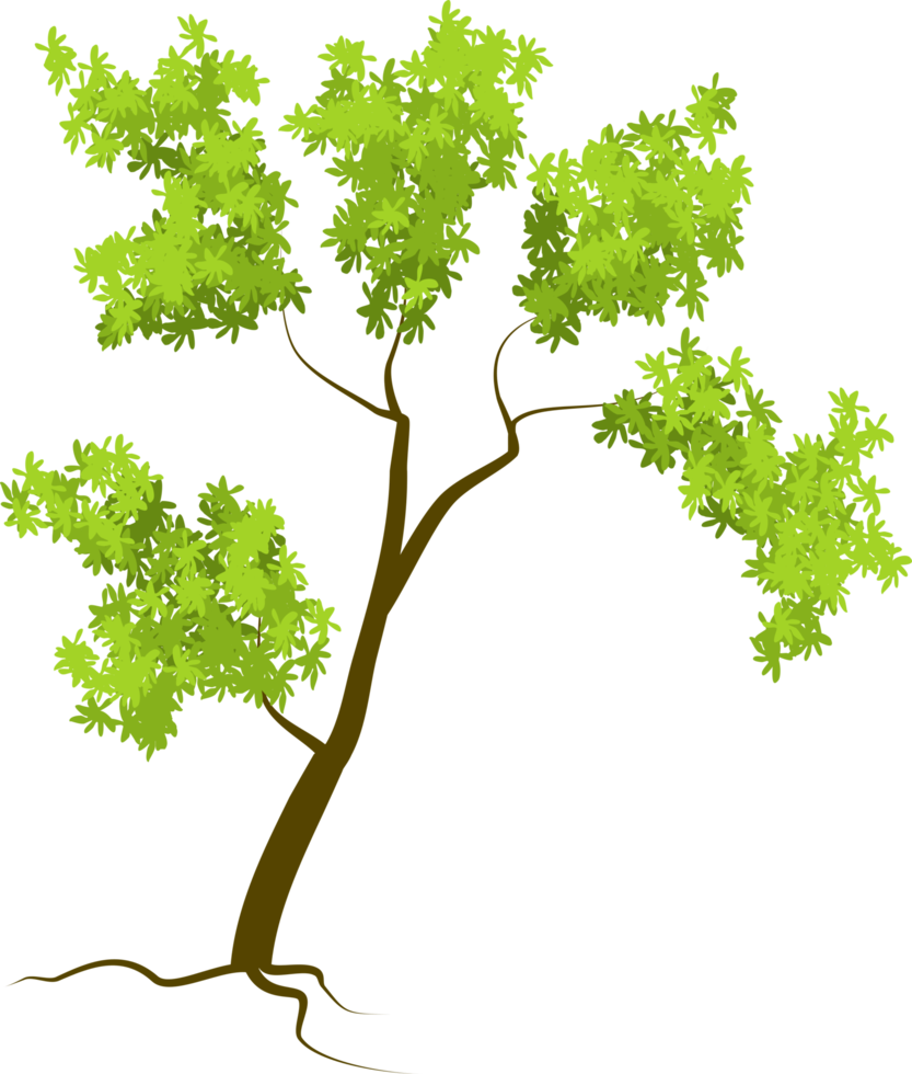 tree, forest tree png