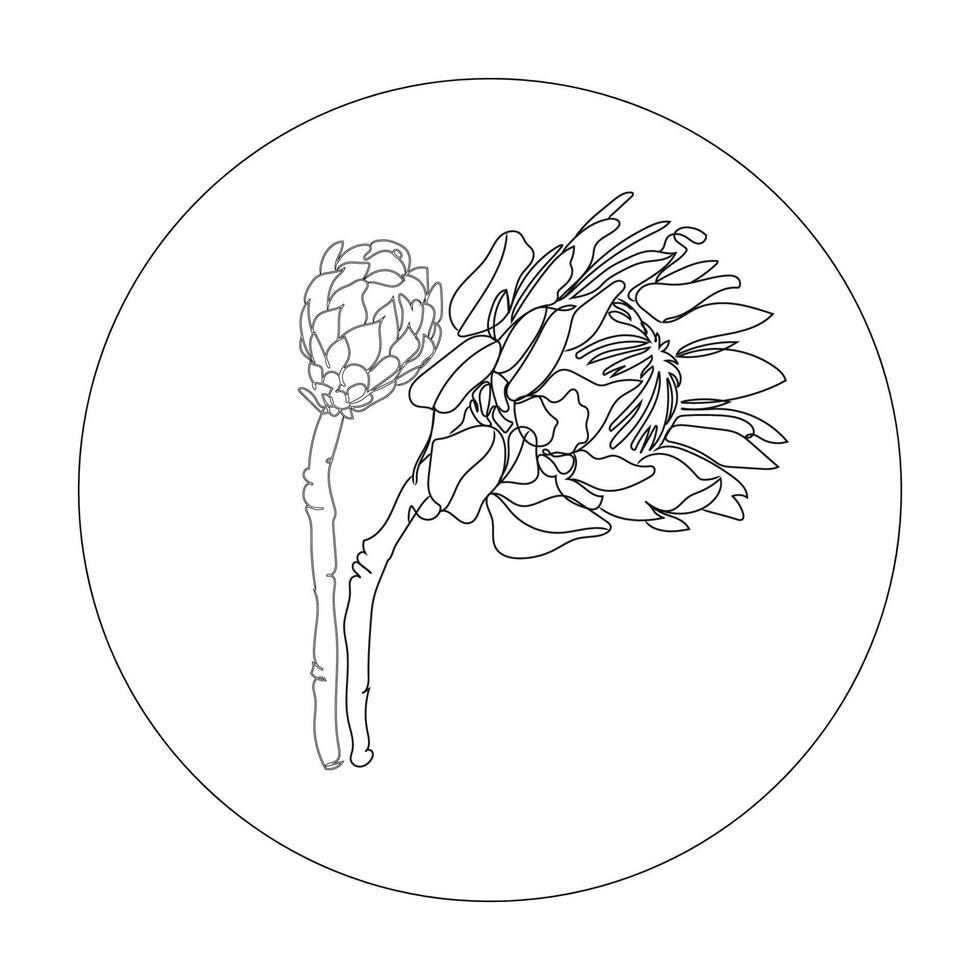 protea flores línea arte vector ilustración. línea dibujada a mano y bosquejo de flores de boda para invitación, guarde el diseño de la tarjeta de fecha. dibujo de línea continua botánica protea planta exótica en marco redondo.