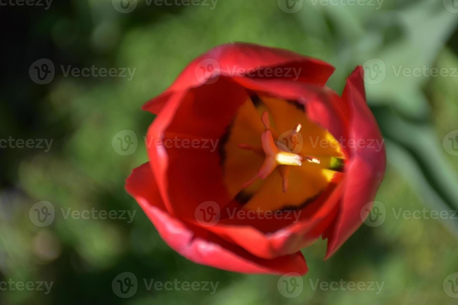 Looking Directly into the Blooming Red Tulip Blossom photo