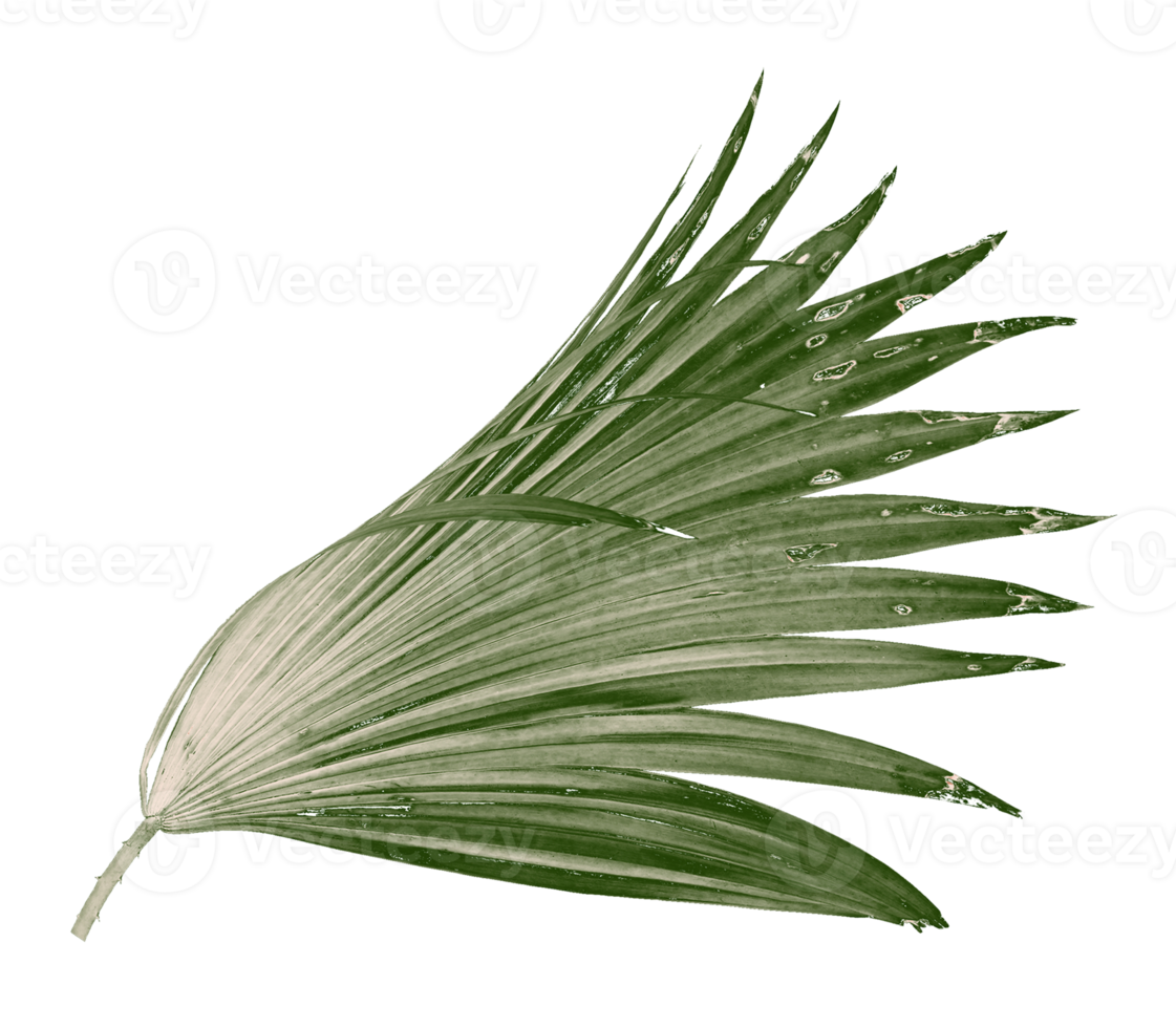 feuille verte de palmier isolé sur fond transparent fichier png