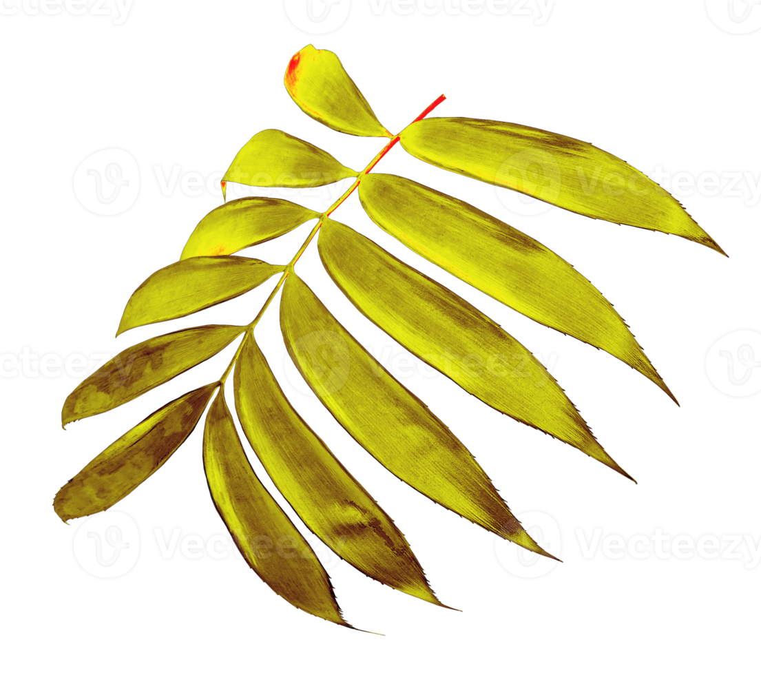 palm leaf isolated on transparent background png file