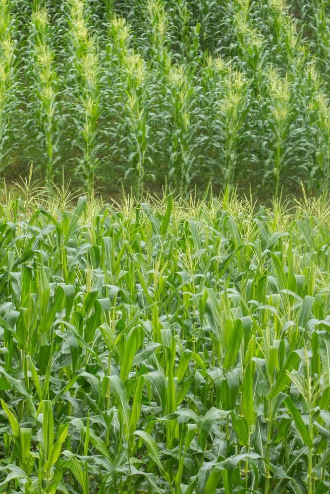 Green field of corn growing up photo