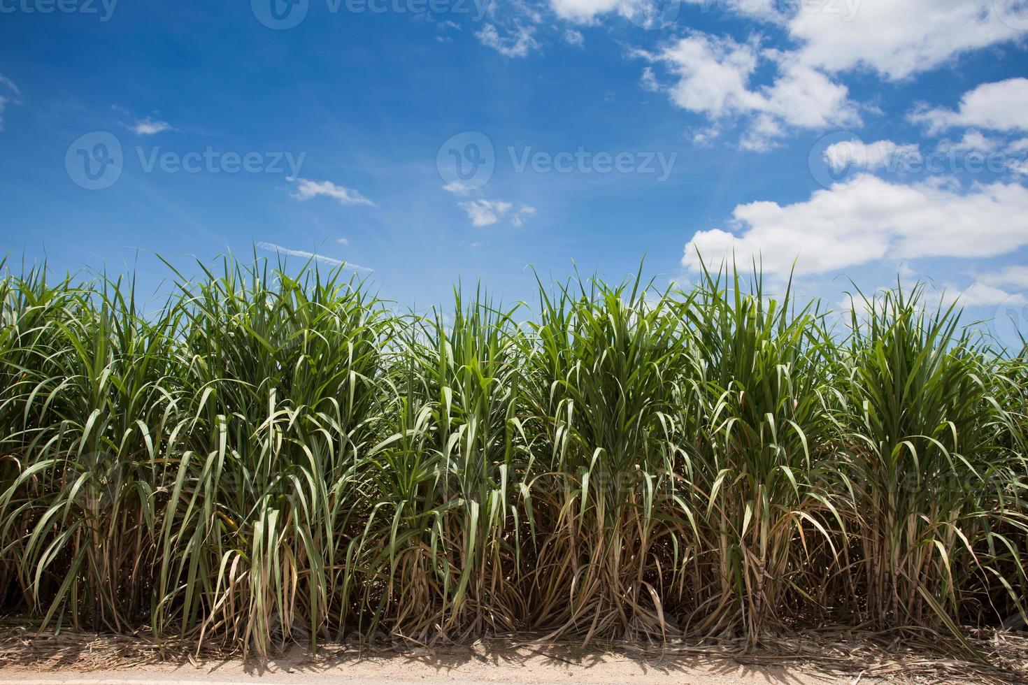 Landscape of sugar cane plantation photo