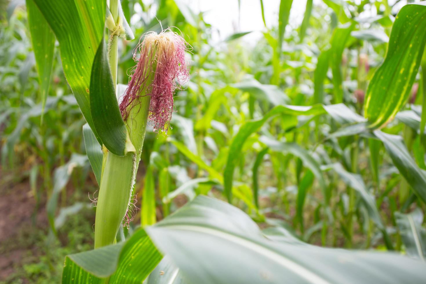 Green field of corn growing up photo