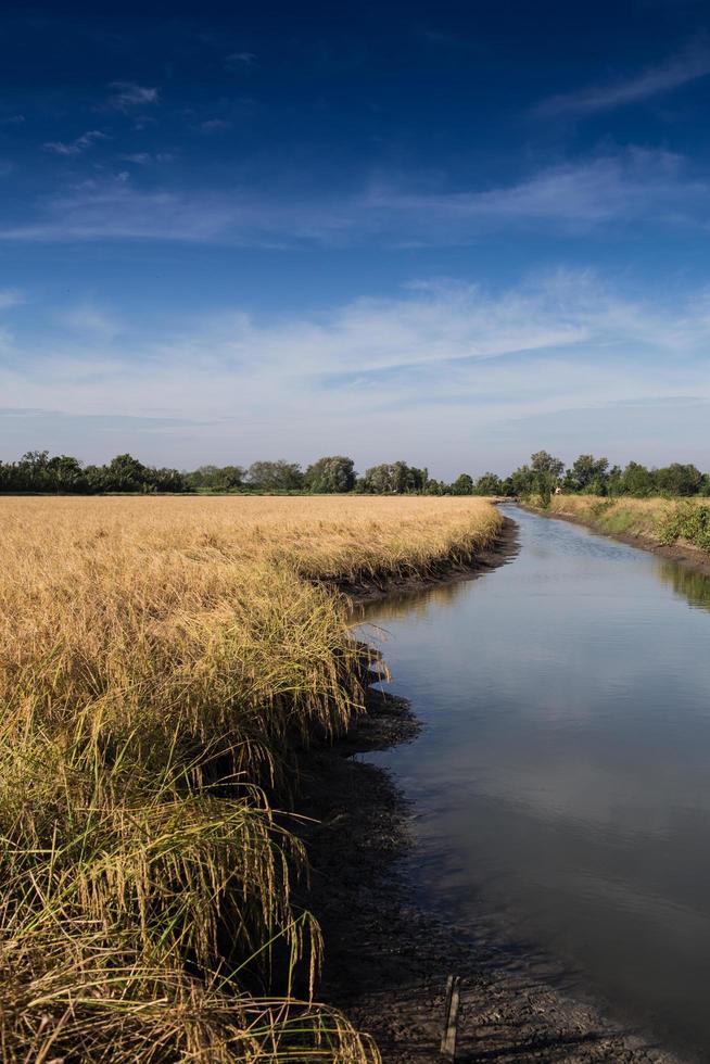 Campo de arroz con cáscara de oro listo para la cosecha foto