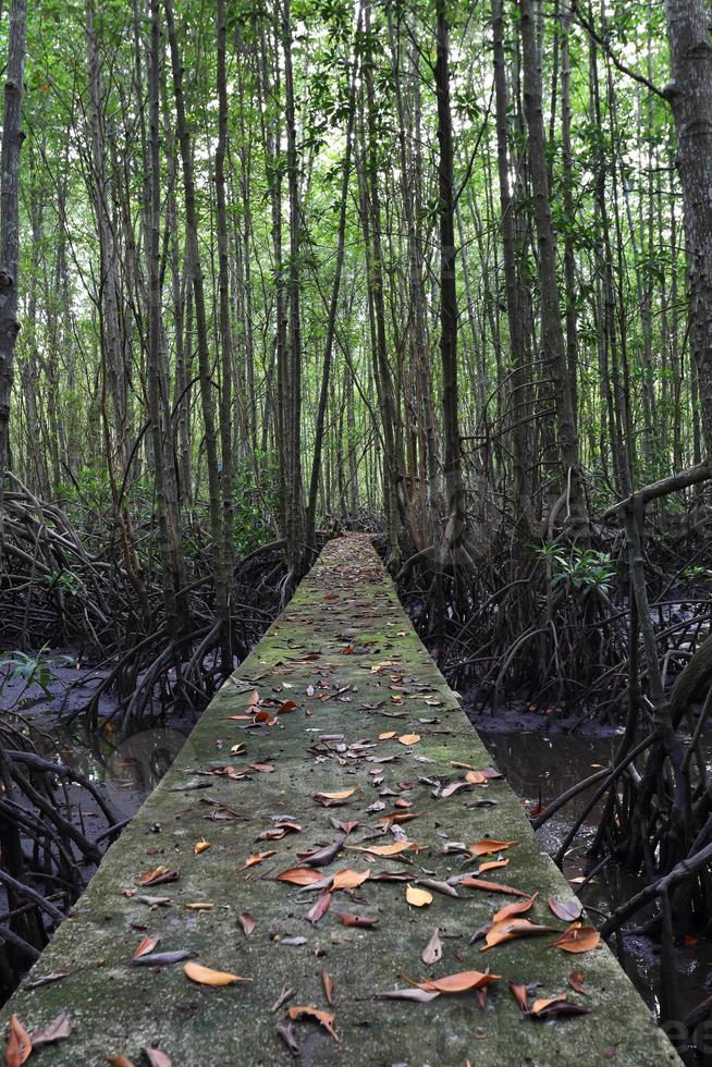 camino de madera entre el bosque de manglares, foto