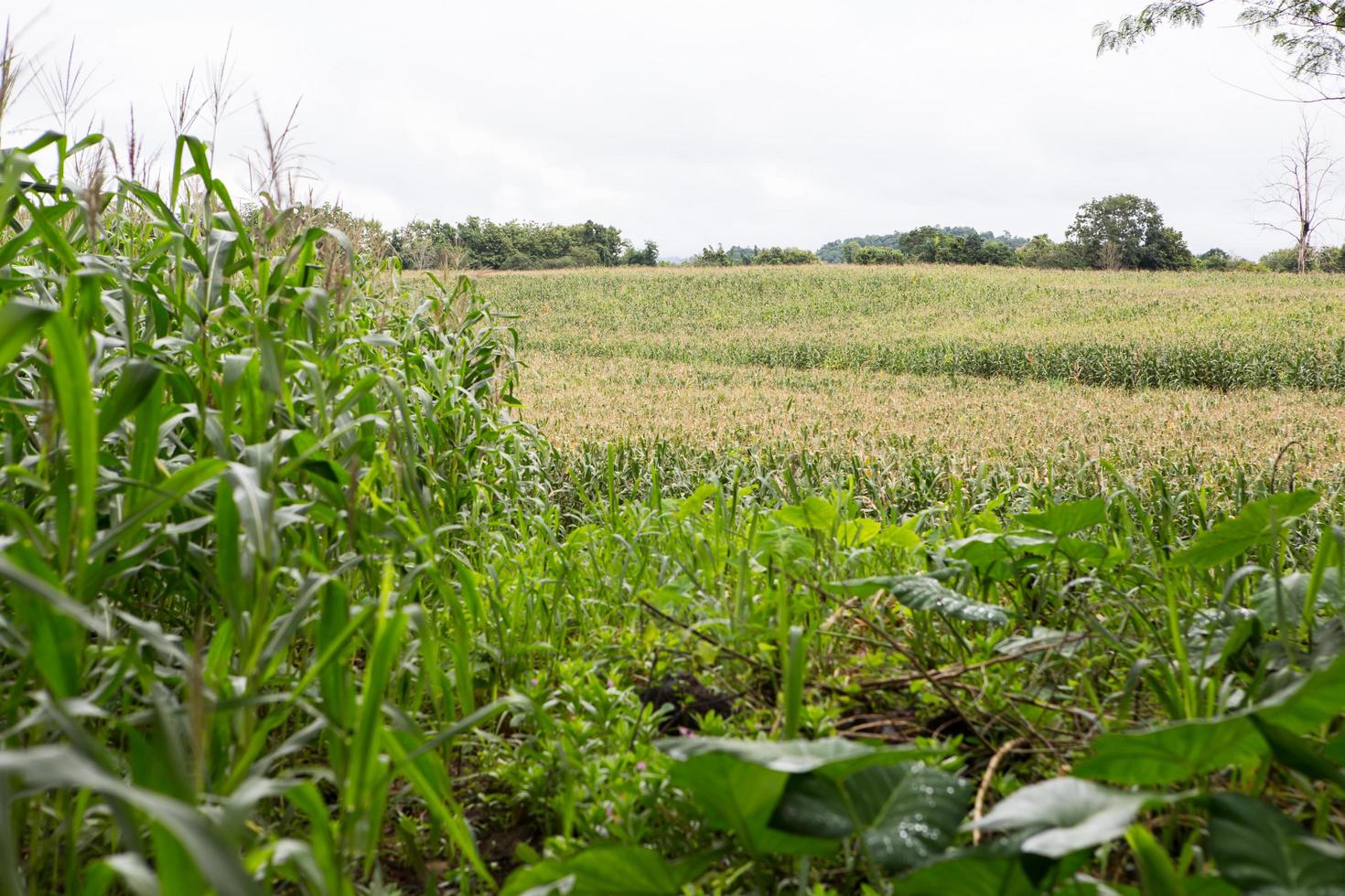 Green field of corn growing up photo