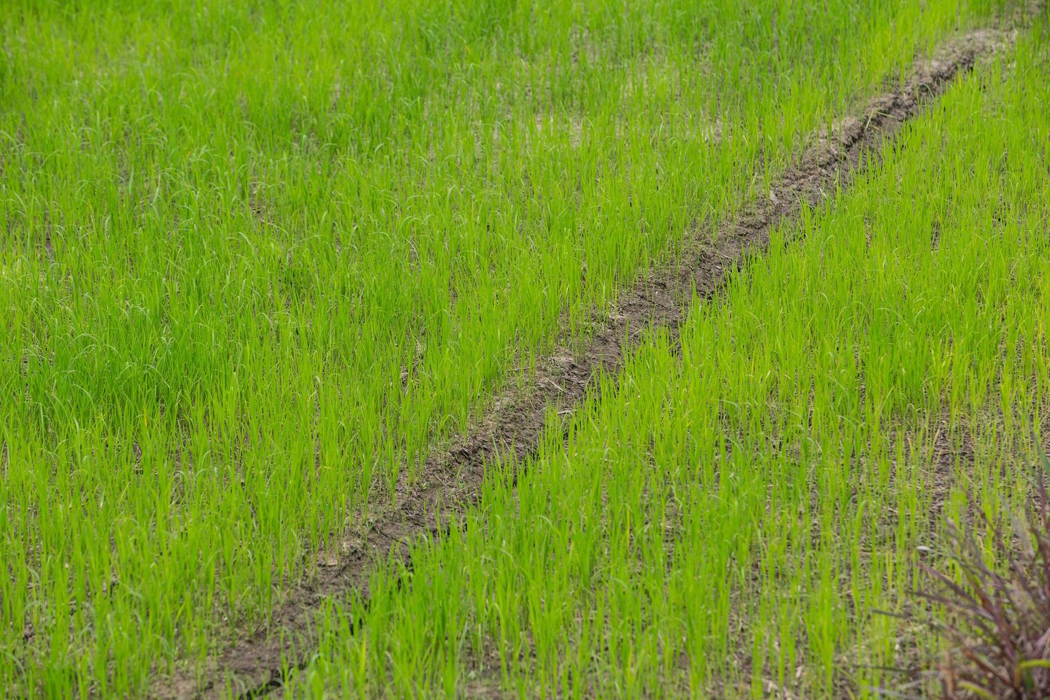 Dry crack earth at rice field photo