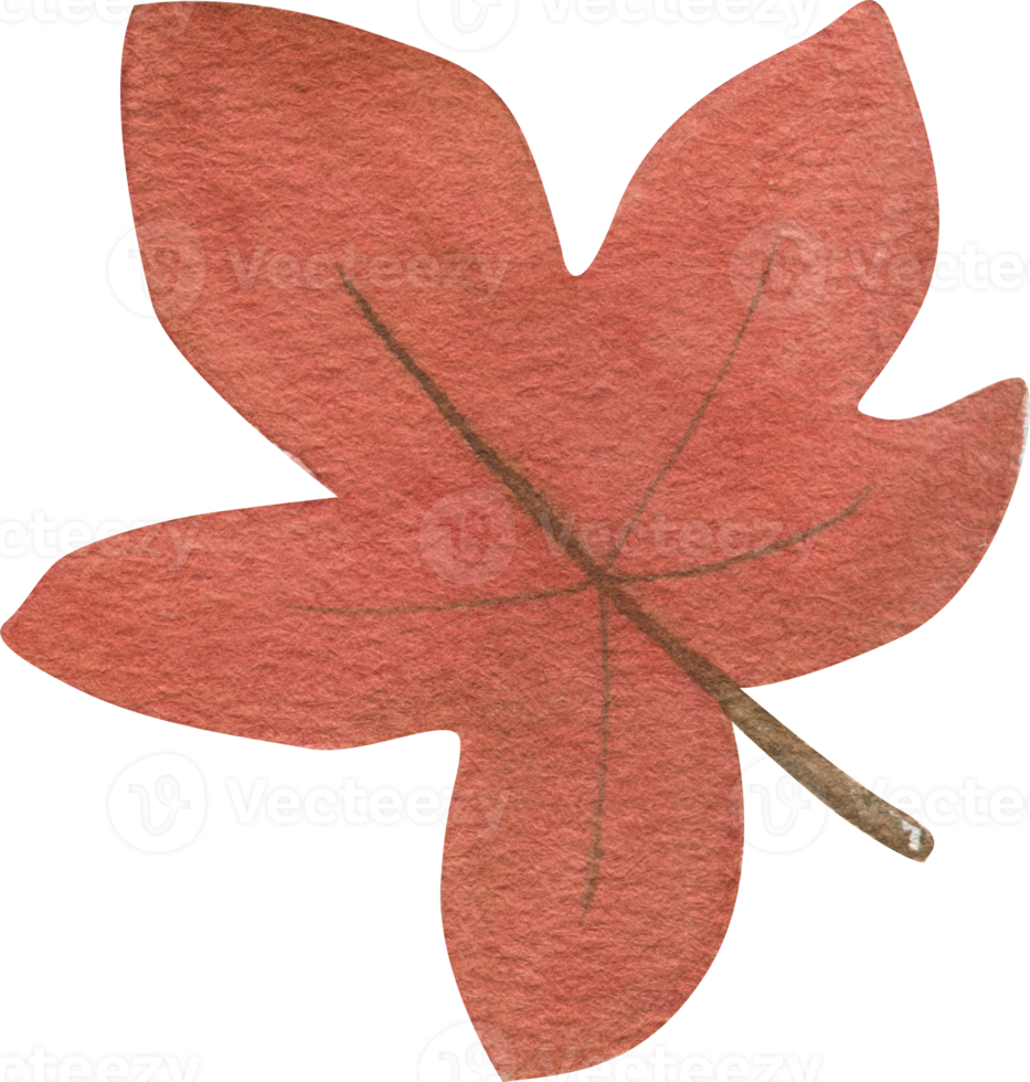 Waterolor maple leaf for postcards, invitations and scrapbooking. Hand drawn. png