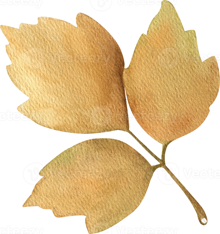 Watercolor ash branch. Single element. png