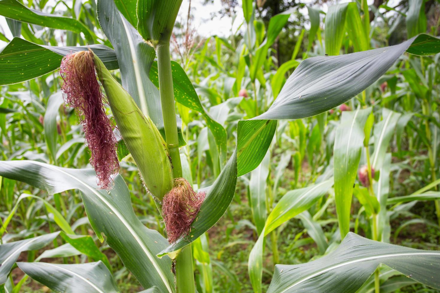 Green field of corn growing up photo