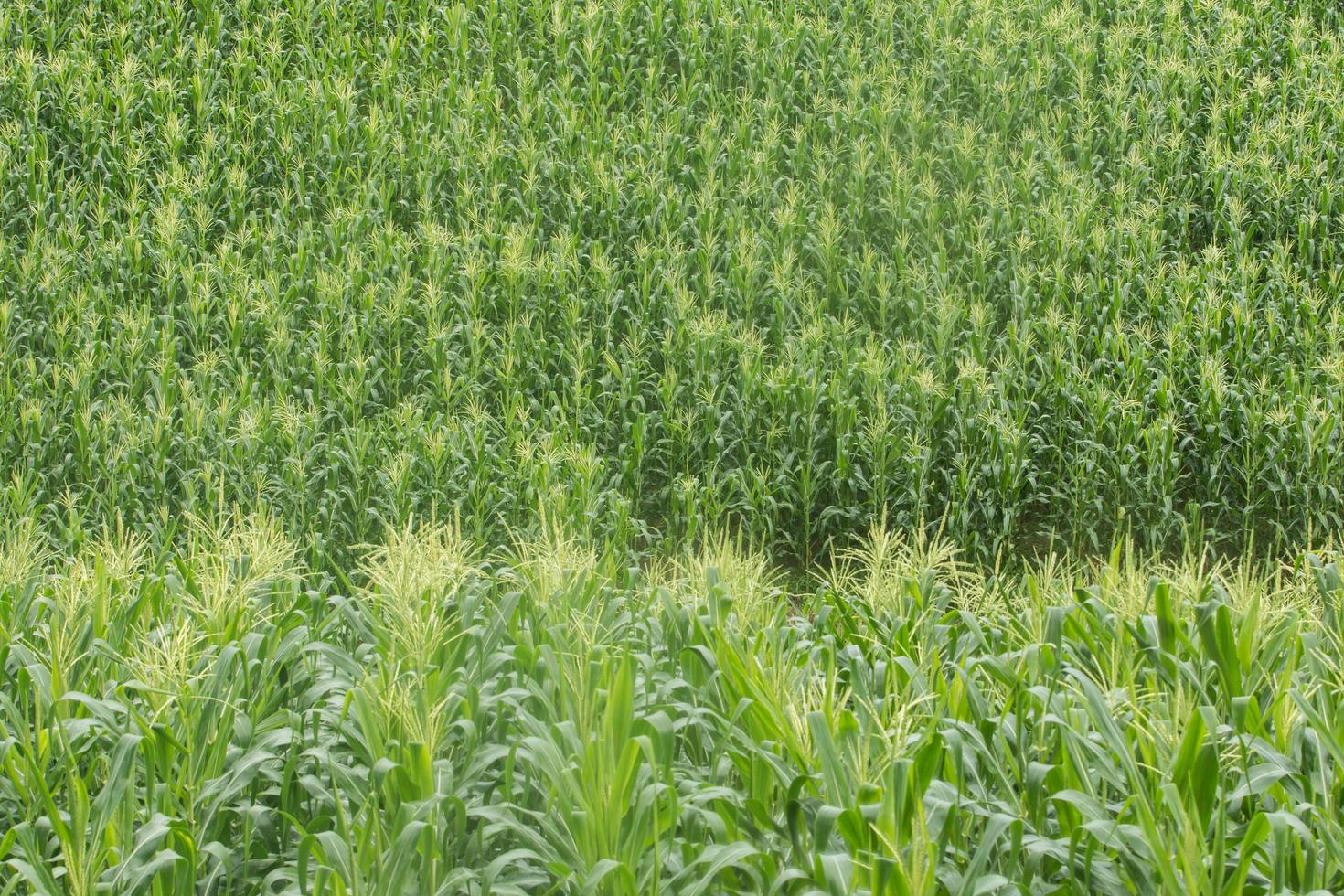 growing up of green corn field. photo