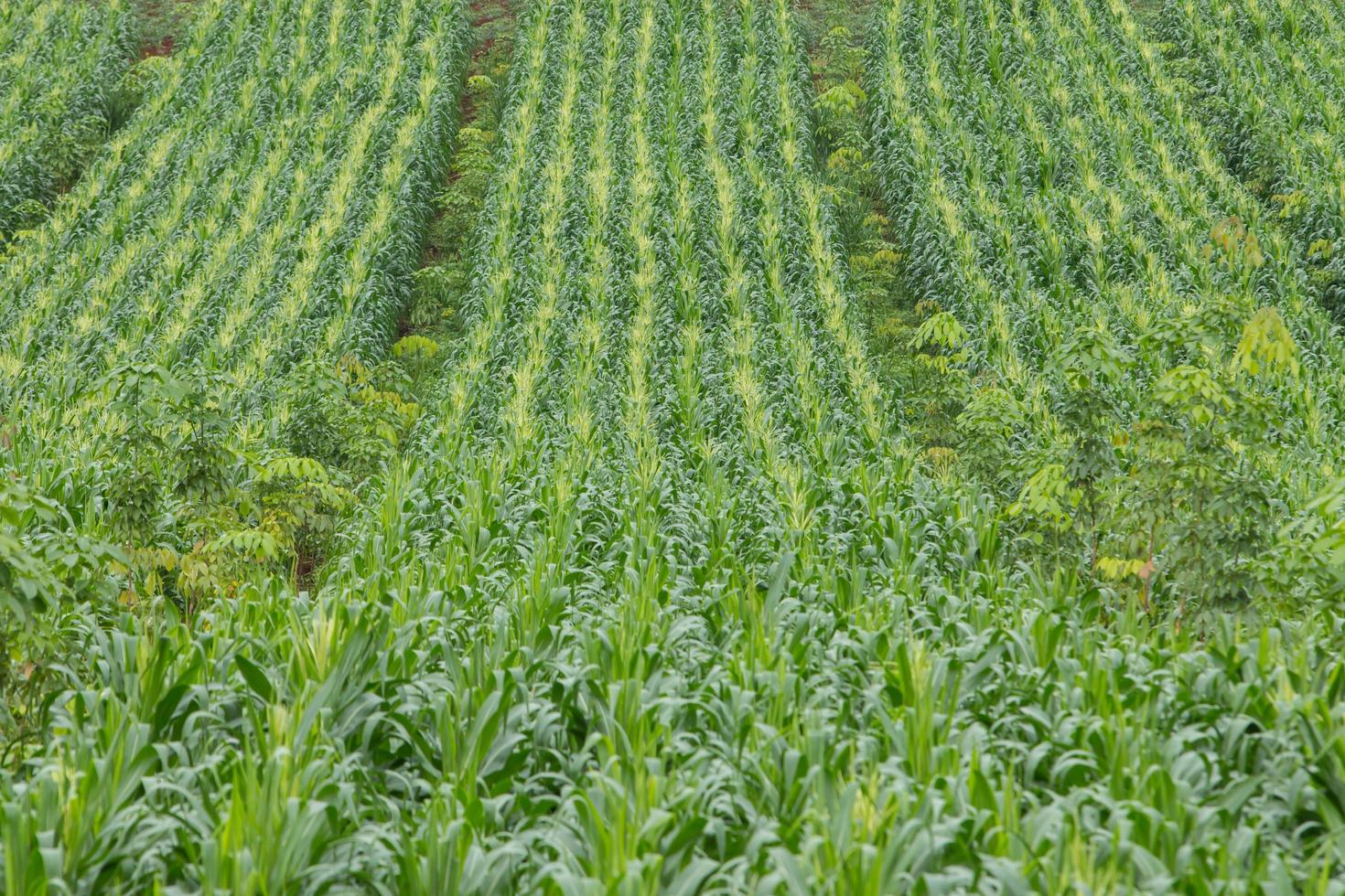 Green field of corn growing up photo