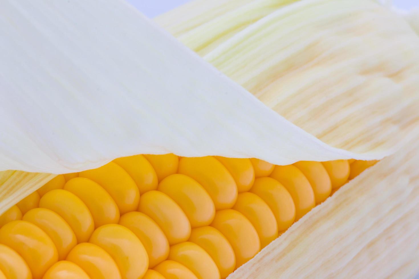 Grains of ripe corn macro image photo