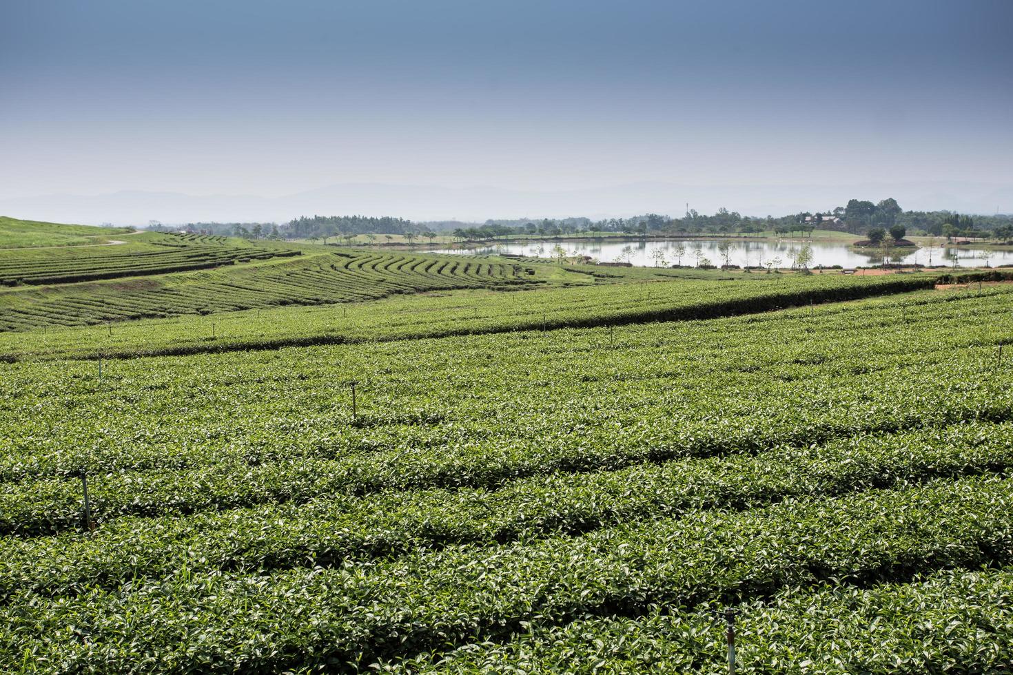 plantaciones de té verde en la montaña foto